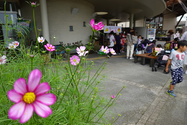 鳥取県西伯郡南部町鶴田　とっとり花回廊　エントランス風景