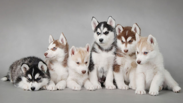 5 Adorable puppies