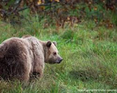 The photo shows a brown bear standing in a grassy field. The bear has a large, strong body, thick brown fur and a black muzzle. He stands on all fours and looks straight into the camera. A dense forest can be seen in the background.