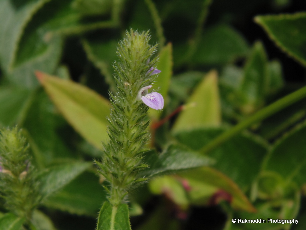 Kas Pathar - Flowers valley in Maharashtra