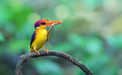 Fotografías de aves exóticas by Sasi Smit (pajarillos de colores)