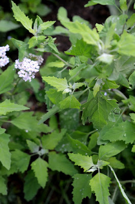 Bild von Meldeblättern und Schafgarbenblüten.