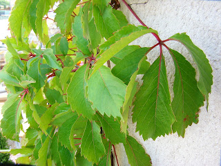 Parra virgen o enredadera de Virginia (Parthenocissus quinquefolia (L.) Planch.).