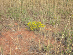 broom snakeweed, Guterrezia sarothrae