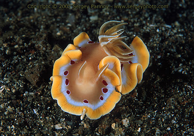 Glossodoris cruenta