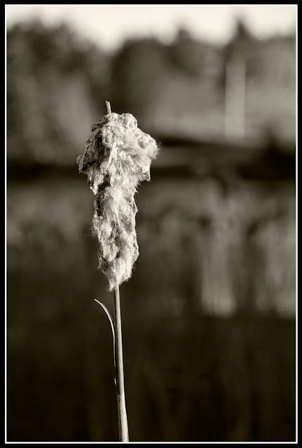 Nova Scotia; Cattail