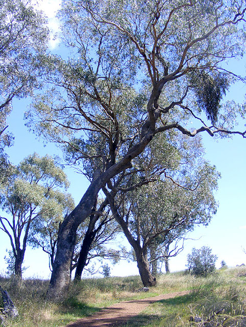 Eucalyptus bridgesiana with mistletoe, Canberra, Australia. Photo by Loire Valley Time Travel.