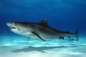 Tiger Shark