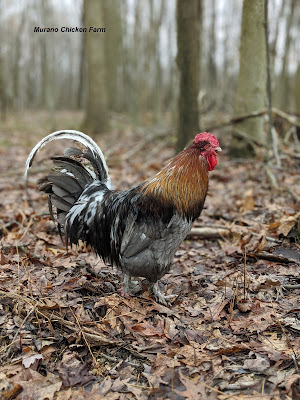 Image of rooster taken in portrait mode to show focus effect