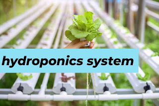 hydroponics system in canada