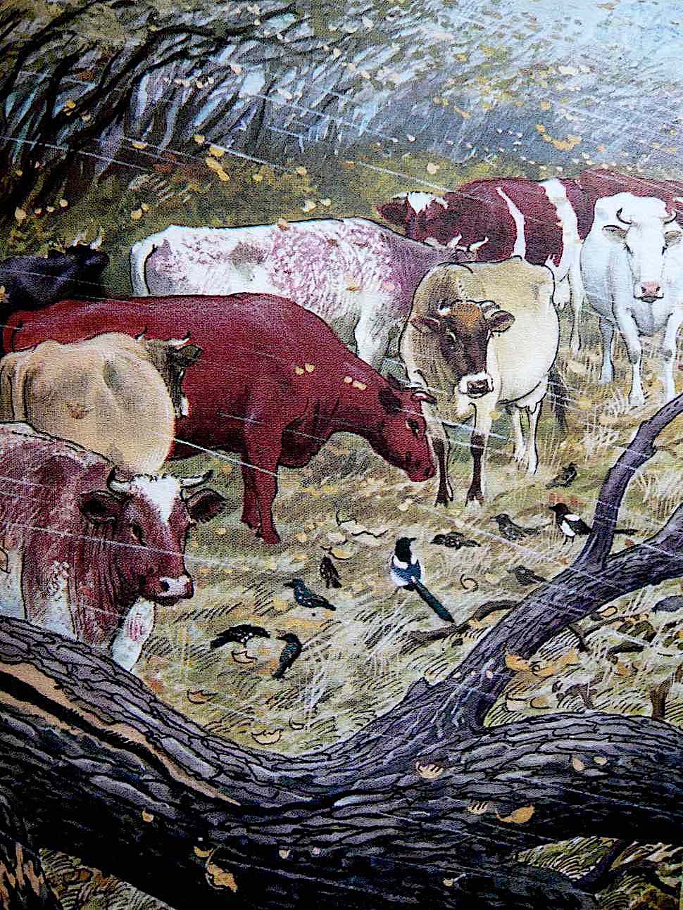 a Charles F. Tunnicliffe illustration of cows in bad weather