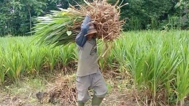 budidaya rumput odot - harga rumput odot per kg - rumput odot untuk kelinci - rumput odot untuk kambing - rumput odot untuk sapi - harga rumput odot per ikat