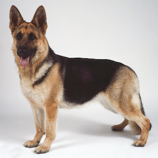 Top 10 Worlds Smartest Dog Breeds german shepherd