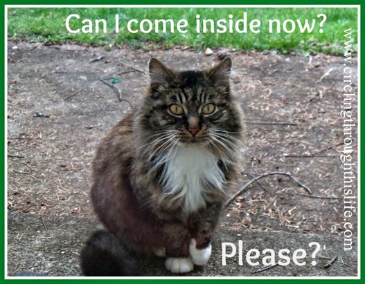 5 Random Quirky Cat Habits at Circling Through This Life ~ Mittens
