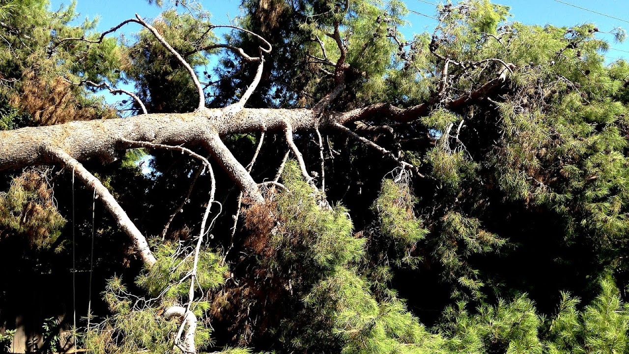 Bucks County Tree Removal