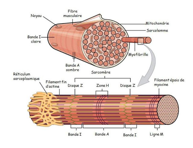 sarcomère myofibrille bandes stries infrimier myofilaments