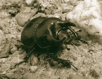 escarabajos estercoleros de la patagonia