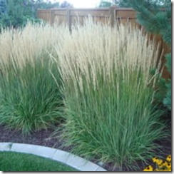 Karl Forest Grass