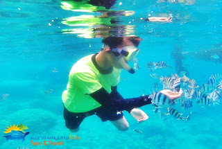 snorkeling di karimunjawa