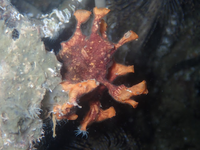 Schizoporella errata