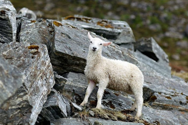 two Norwegian guys rescuing a baby lamb drowning in the ocean, helping animals, animal rescue