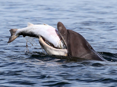 foto de delfin en playa