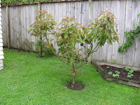 Bacon Avocado Tree1