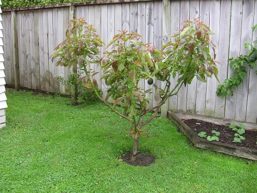 Bacon Avocado Tree1