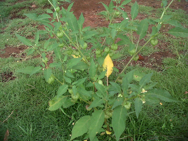 Pohon Dan Buah CIplukan