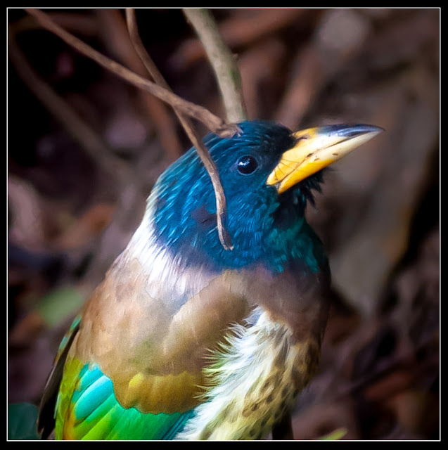 The word Barbet is comparatively new in my vocabulary. I came across it about two years back when I happened to spot a large colorful bird on the banks of the little stream that flows behind our house in Himachal. I managed to click a very bad picture of it, and somehow one of our much more learned friends was able to identify it despite the bad shot. The bird turned out to be the Great Barbet. And since then, somehow we keep coming across Barbets of different colors, shapes, and sizes. The best thing about Barbets is that you spend a large part of your life being unaware of their existence, but once you learn about them, you see them everywhere. And you see different varieties of them. And that is the reason why Barbets are our bird for the month of February. This is the time when your start getting a hint of the spring.You see new buds on plants, a hint of green where there was frozen ground. So in a way you are sensing the spring before really seeing it. Same goes for Barbets. You often hear them much before you actually see them. And if you are like us, you probably know the sound, but would not realize that it belongs to one of the most beautiful bird you are ever going to see. Barbets get their names from the bristles around their large beaks. Almost all barbets are bright and colorful and, therefore, are sometimes caged as pets. Barbets have heavy heads and plump bodies. However, the species is adaptable and resilient and at present none of the Asian species are threatened. One of the barbets that I have special love for is the Brown-headed Barbet. This bird is commonly found all over Delhi and you can often hear its call echoing during the day. The fact that a pair of brown-headed barbets lives on the peepal tree right behind our house makes them all the more special. Following is an audio I found on the Internet that records the Brown-headed Barbet's call. Does it sound familar? The other barbet that we saw is the Coppersmith Barbet. This tiny little colorful bird is widespread all across India, but we saw it in Ayuthhaya. Thailand. The Barbet is so called because its call is similar to the sound a coppersmith makes when striking a piece of metal with a hammer. At one glance, this bird looks like a woodpecker and it also behaves like one, pecking away on tree trunks. Click this to listen to the Coppersmith Barbet's call. The Coppersmith Barbet has a crimson patch on its forehead and another one on its throat, and that is why it is also known as the crimson-headed barbet. It has a yellow eye-patch and the rest of its body is green and yellow. Compared to the Great Barbet, the Coppersmith Barbet is really tiny. A little aside about barbets is that the tiniest of barbets are known as Tinkerbirds and are only found in Africa. The next Barbet we chanced upon was during one of our recent visits to Himachal Pradesh. We spotted a bright blue and green bird feasting upon the Lonku (Chayote) fruit growing on a vine my father-in-law had planted. As this barbet also had a crimson patch on its forehead, I first thought it was a Coppersmith Barbet. However, this bird was much bigger. Some search on the Internet revealed that it was the Blue-throated Barbet. Throughout our stay the only activity we saw this bird do was eating. And it made absolutely zero noise. Another observation was that this was a really restless bird and wouldn't stay at a single place for more than a few seconds. It would keep hopping to higher branches till it got out of the range of our basic camera and then relax. It would keep sitting there for hours, out in full view, keeping absolutely still. But yes, just out of the range of our camera. Though the Blue-throated Barbets behind our home did not delight us with their calls, we know from our observations of Barbets that these aren't by nature quiet creatures. So I searched the internet again and got this video from youtube. You will notice that all Barbets sound different but their repeated calls have the same pattern. 