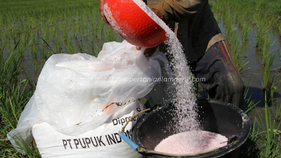 Campuran Gramoxone Agar Rumput Cepat Mati