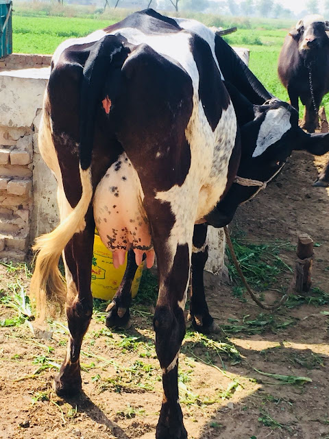 Friesian Heifer Cows for SALE | Cross Breed | 60K - 110K | 12 - 24 Months | Near Arifwala, Pakistan