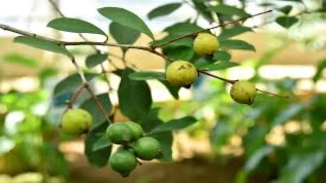 পেয়ার পাতা দিয়ে তেল বানানোর নিয়ম