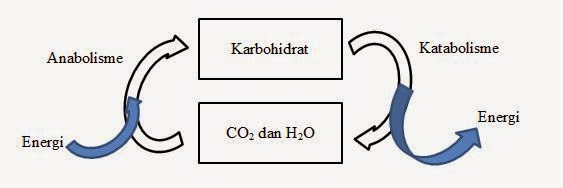 Keterkaitan Metabolisme