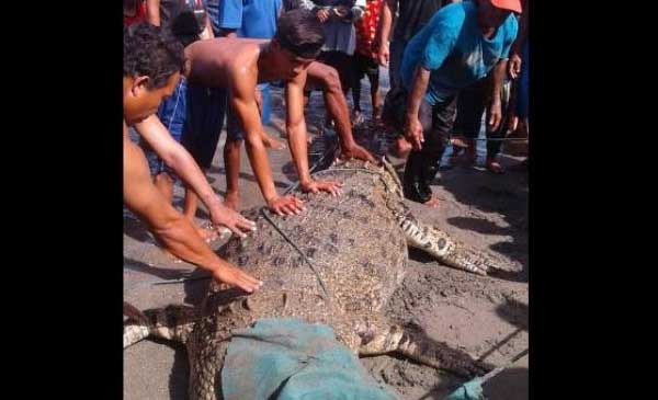  Warga Donggala Dikejutkan Oleh Buaya Raksasa Di Pinggir Pantai