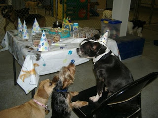 Funny Animals Party