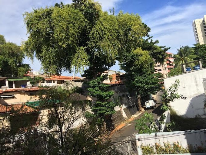 Poda de árvore da rua Maracás é de responsabilidade da Coelba 