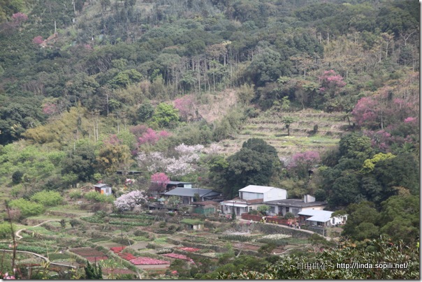 2010陽明山花季-山坡