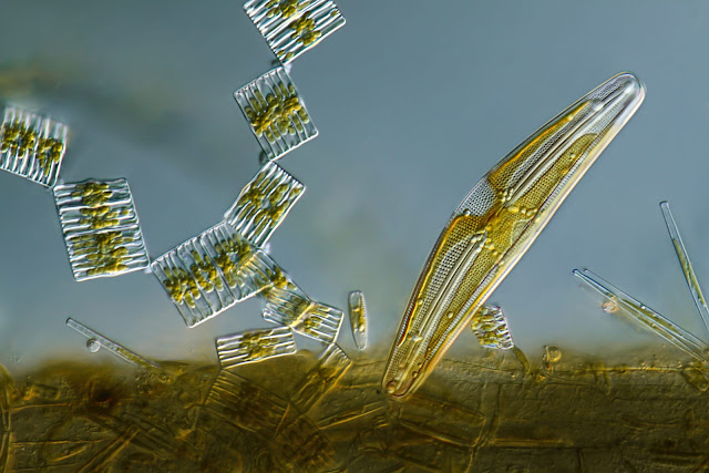 Диатомовые водоросли Tabellaria и Cymbella, прикрепленные к стеблю растения