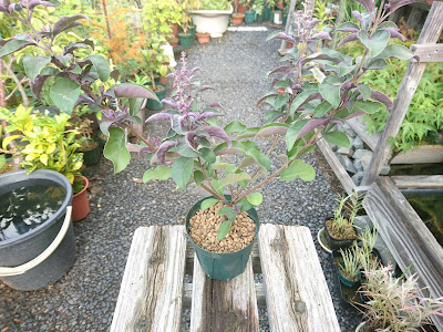 小さな鉢植え　完成