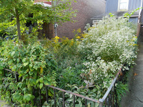 Little Italy Fall Front Garden Cleanup Before by Paul Jung Gardening Services--a Toronto Gardening Services Company