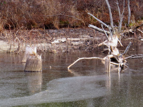 dead tree with pattern in ice