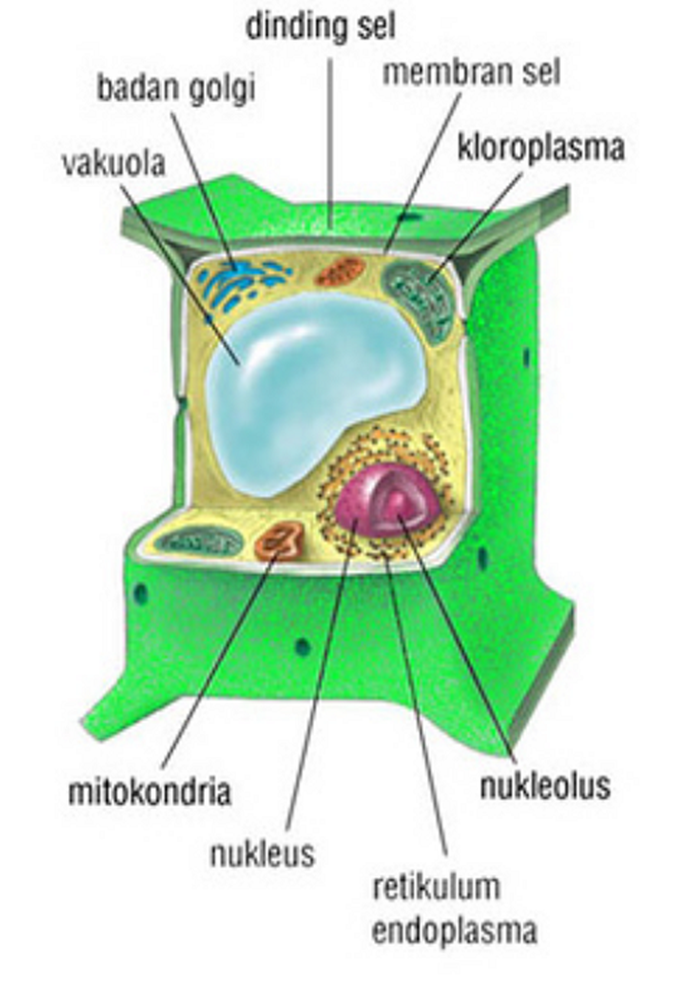 Bagian Sel  Tumbuhan dan Fungsinya