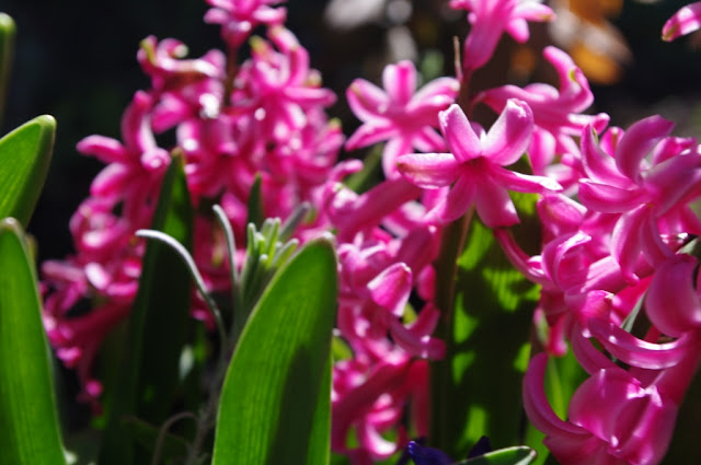 Spring flowers