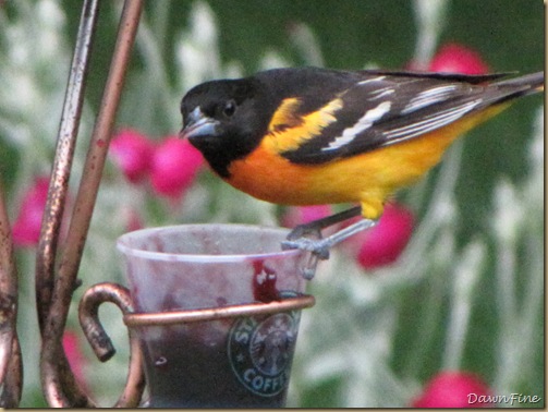 birds at feeder_20090624_049