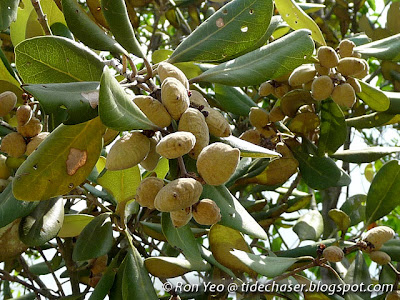 Api-api Bulu (Avicennia rumphiana)