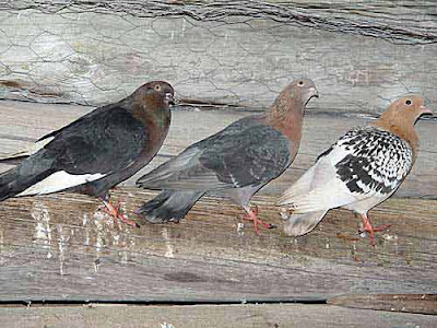 Nuremberg Lark Pigeon