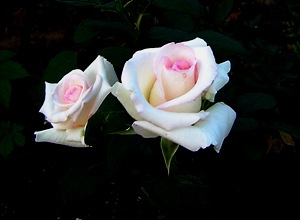 roseDSC01990-d
