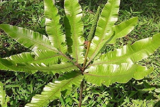 gambar tanaman tunjuk langit