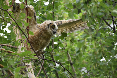 Great Horned Owl the Great Trail.